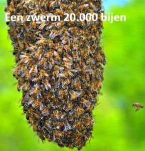 zwerm